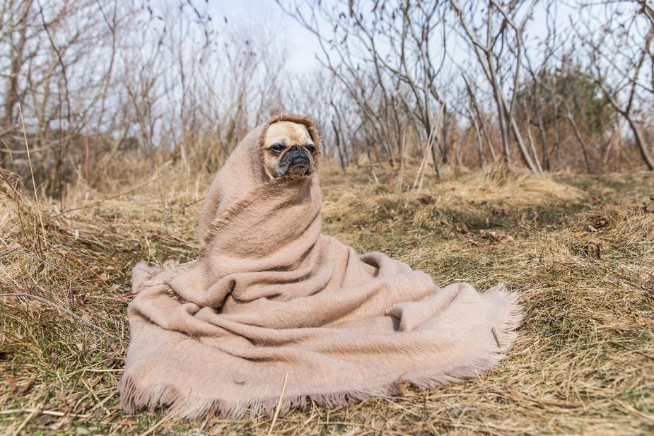 Which other of the Shopify free tools is going let you come across this absolute gem? Getting the feeling that this pug might be able to tell your fortune too….