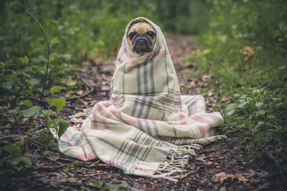This is Michael’s twin pug Joseph. He prefers spending weekends studying physics and soldering broken TV parts back together.