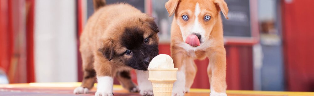 puppy-cakes-llc.jpg