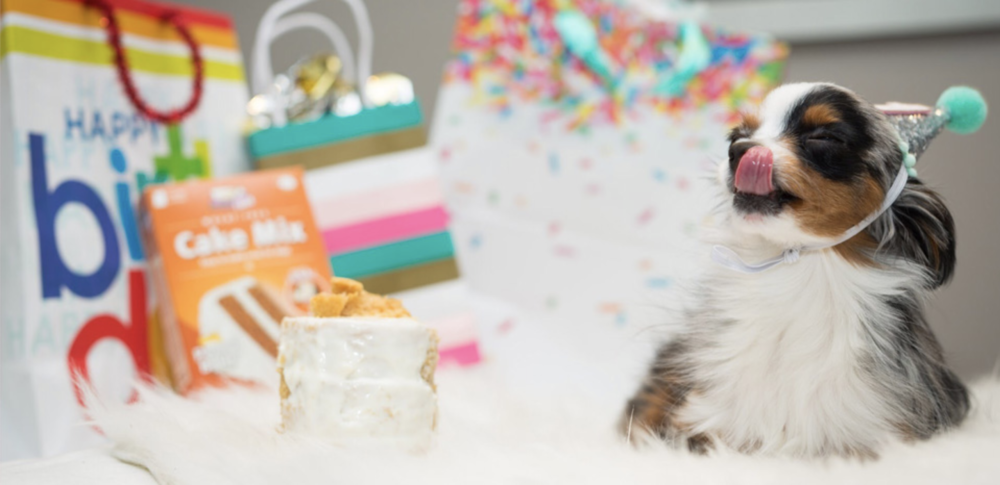 COVID-19 has had an unprecedented effect and manufacturers have had to adapt to a change in operations, and shifting consumer behaviors. Puppy Cake shared their experience as a small manufacturer.